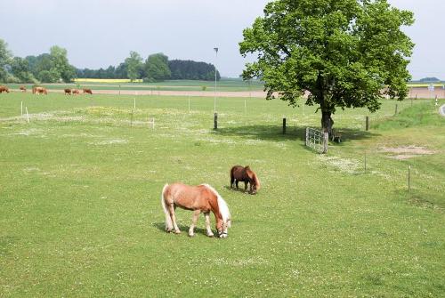 galerie_pferd-pony01