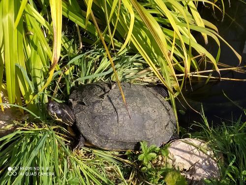 Wasserschildkröte