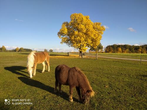 Unsere Ponies Niko und Wuschel