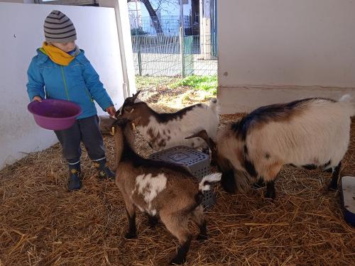 Ziegenfütterung