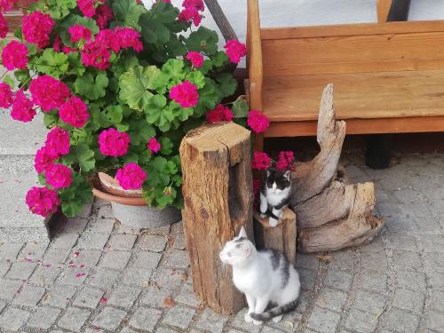 katzen