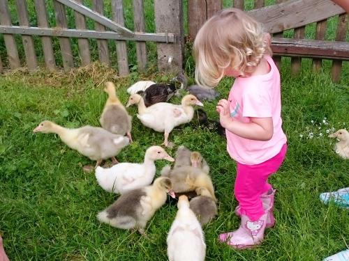 enten