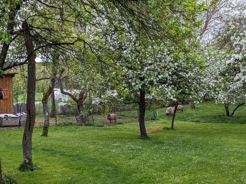 obstgartenmitschafen