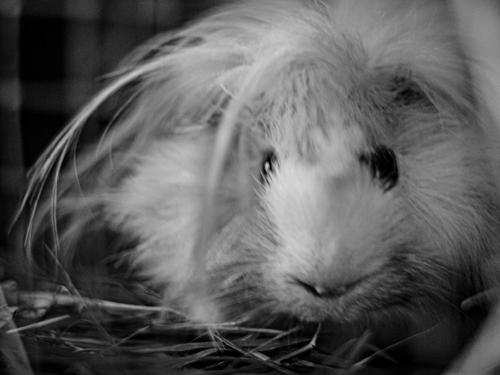 sosunseremeerschweinchen