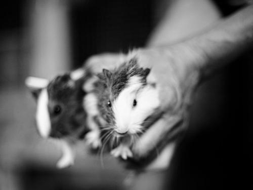 meerschweinchenbande