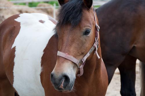 Ponys und Pferde
