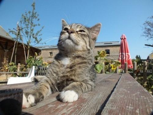storchenhof-paretz-katze