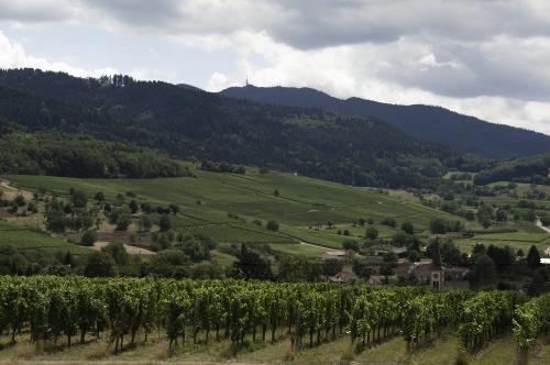 Blick in die Weinberge