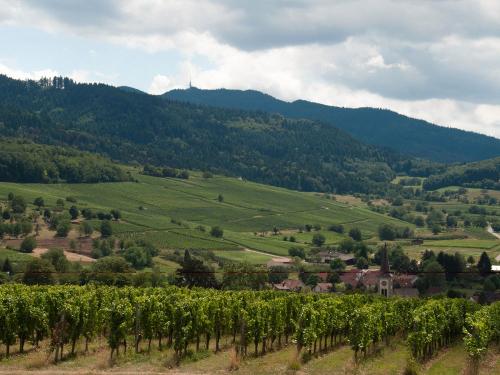 Blick in die Weinberge