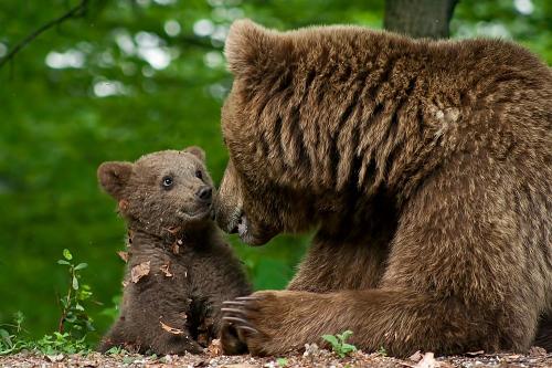 Bären im Wildpark