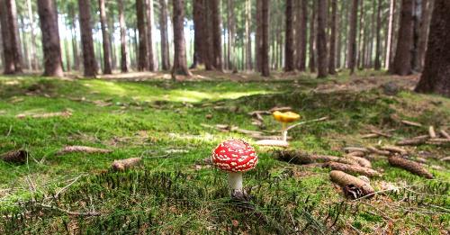 Verwunsche Wälder