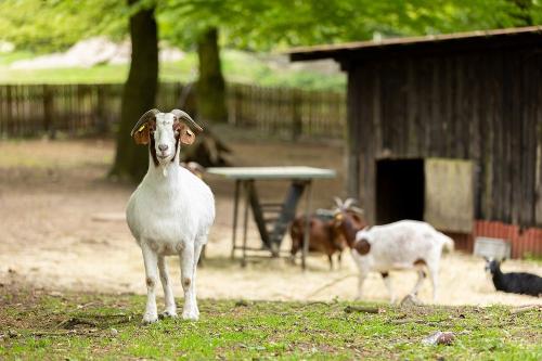 09 Hof Bockelmann Galerie 2024 F3-2 Tiere