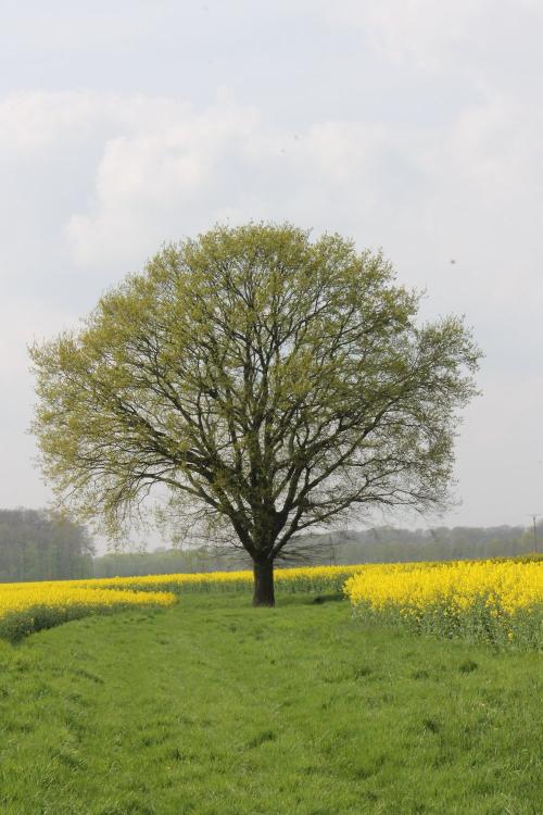 Meyers Eiche