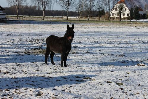 Esel im Winter