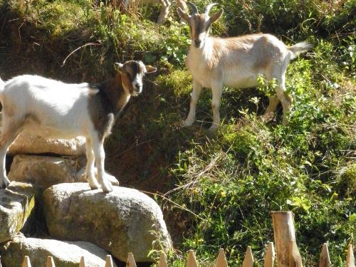 Unsere Zwergziegen Unsere Zwergziegen