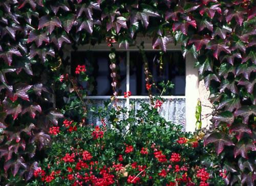 Blumen umranken das Fenster