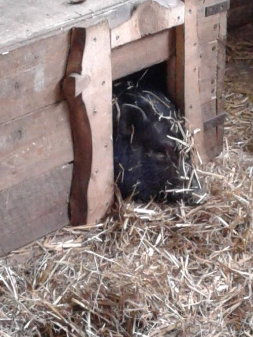 Unser Hase Max