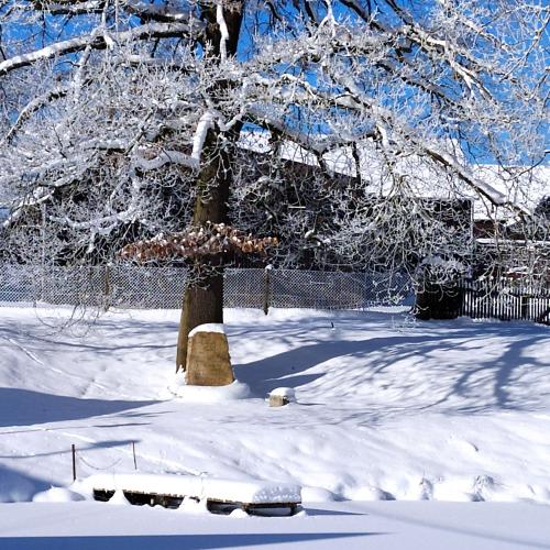 Winter 2020 Graef