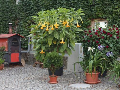 Im Innenhof Im Innenhof