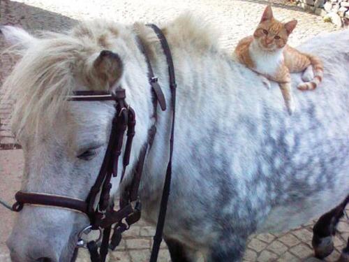 Peterchen auf Riela Peterchen auf Riela