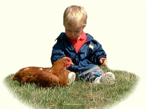 Hühner streicheln Hühner streicheln