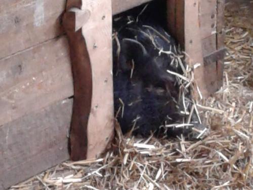 Unser Minischwein Elfie Unser Minischwein Elfie