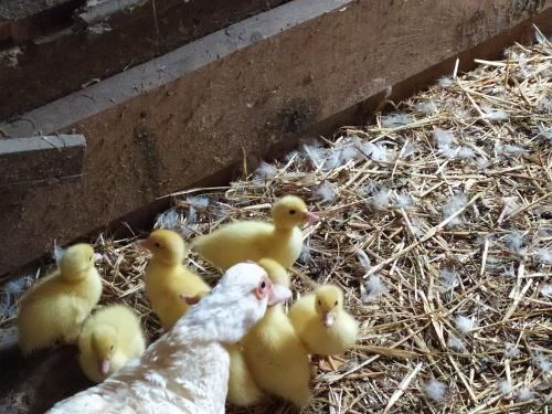 Entenküken Entenküken