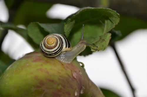 Schnecke