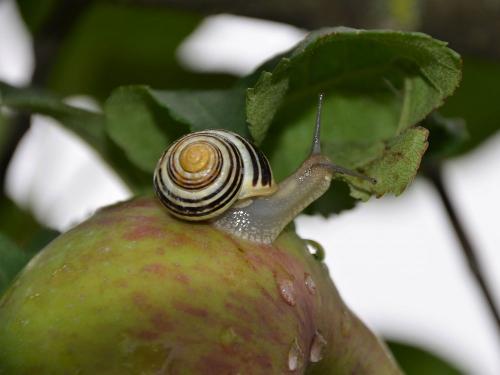 Schnecke