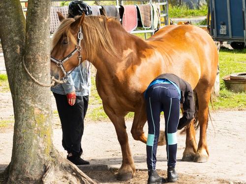 Ponywandern