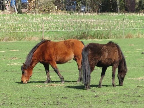 Ponys vom Ekenhoff