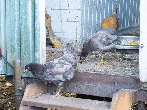 Alle meine Hühner scharren in dem Stroh....
