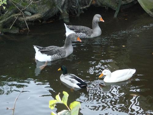 Bei uns gibt es aber auch Enten zu sehen