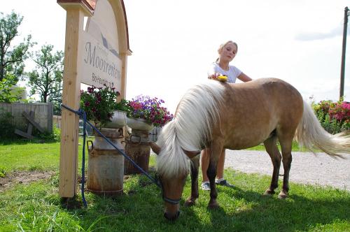 Putzen des Ponys