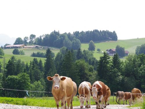 Kühe beim Eintreiben