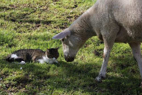 Schaf Flocke und Katze Maxi