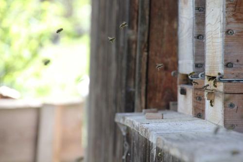 unsere fleißigen Bienen