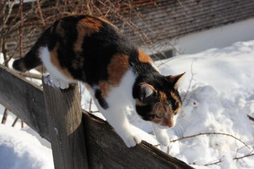 Katze Anni