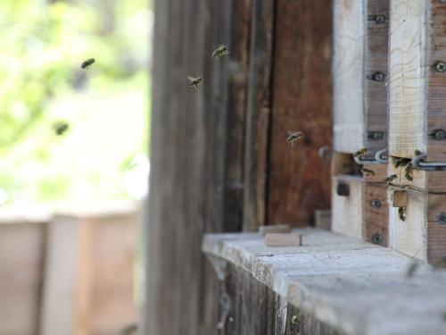 unsere fleißigen Bienen