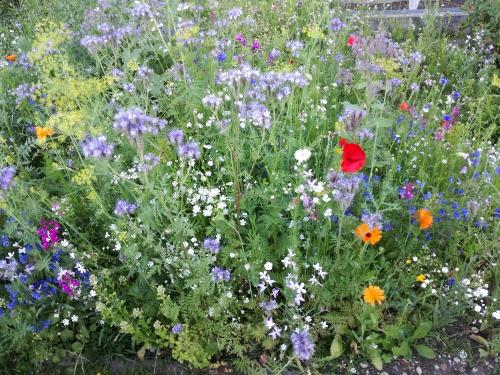 Blumenwiese