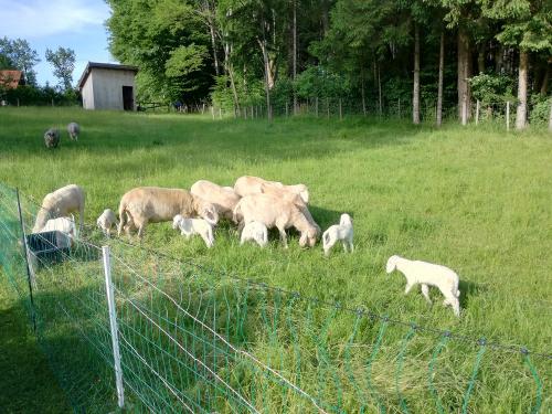 Unsere Schafe