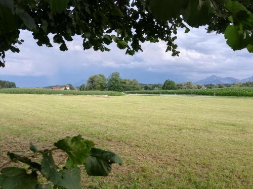 Wiese