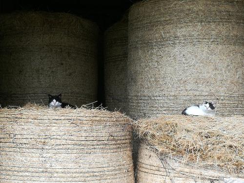 Die Katzen auf den Heuballen