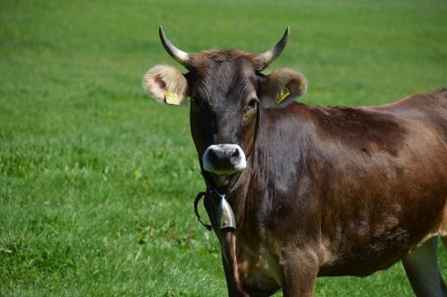 Unsere Rinder
