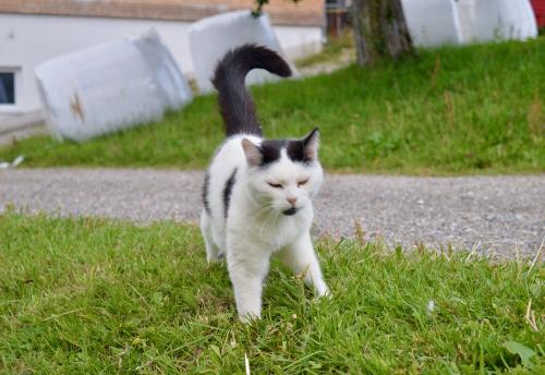 Unsere Schmusekatzen