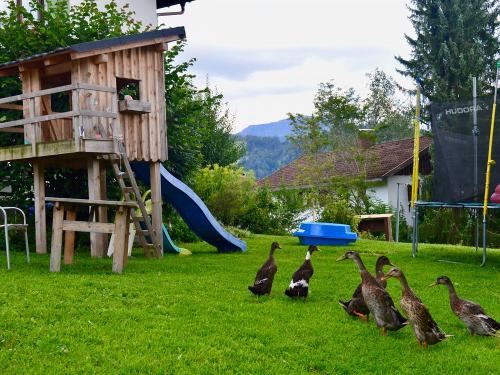 Unsere Enten Unsere Enten