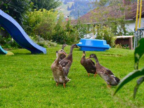 Grad lustig haben sie es Grad lustig haben sie es