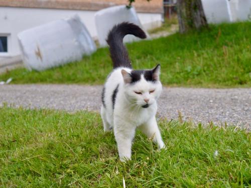 Unsere Schmusekatzen Unsere Schmusekatzen