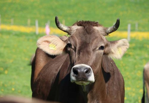 Unsere Hörnerkühe auf der Weide