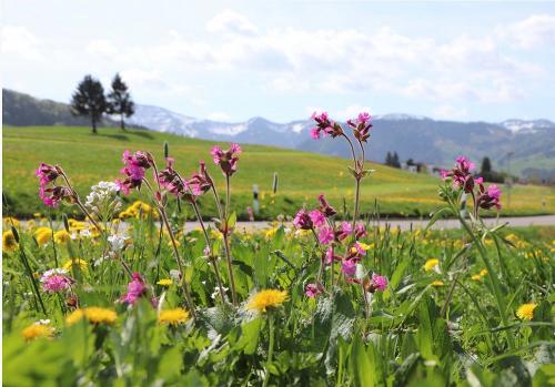 Besuchen Sie uns unbedingt mal zur Löwenzahnblüte